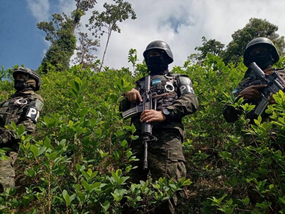 Detectar estas plantaciones de drogas en Honduras implica el desplazamiento de un buen número de efectivos para una operación exitosa.