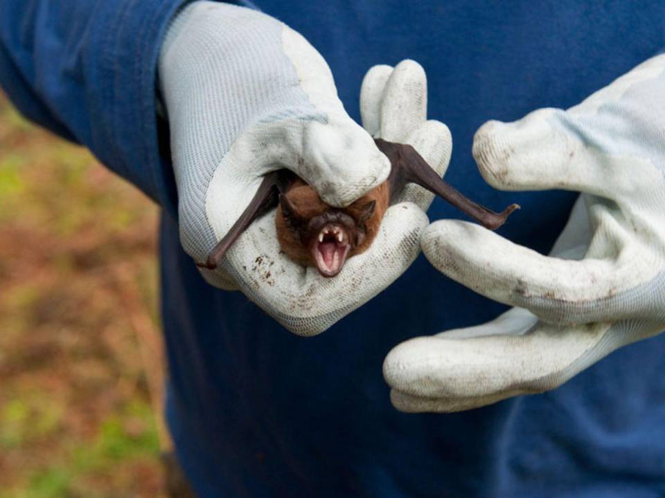 Salud vigila todos los puntos de entrada del país, con la instalación de salas situacionales para evitar la propagación de viruela del mono y el oropouche.