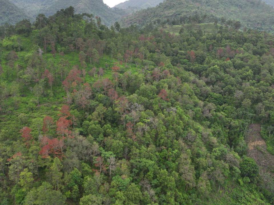 Según el Instituto de Conservación Forestal, Guaimaca, el Distrito Central y San Antonio de Oriente son los municipios más afectados.