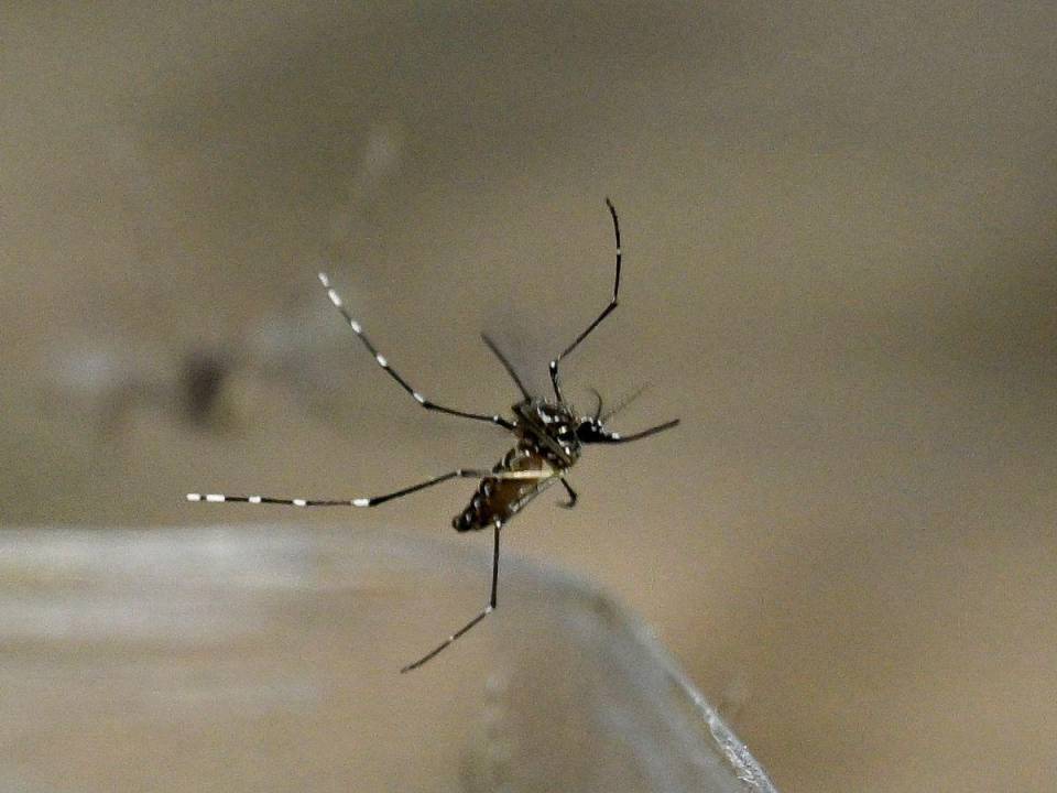 Imagen de referencia del mosquito Aedes aegypti que transmite el dengue.