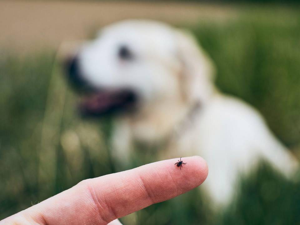 Ciertos medicamentos contra el demodex, como la ivermectina tomada, en algunas razas, puede provocar shock y muerte, consulte a un veterinario.