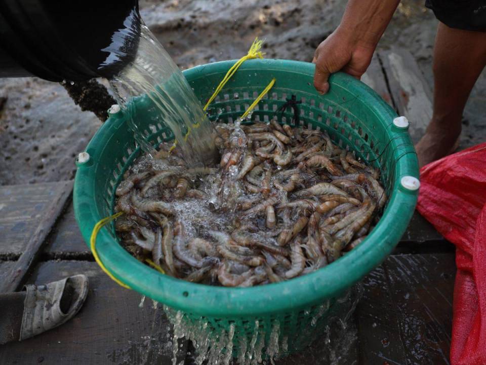 El cierre de empleos en la camaricultura no solo es por el bloqueo temporal de México, sino también por la caída de la demanda de producto fresco en Taiwán.