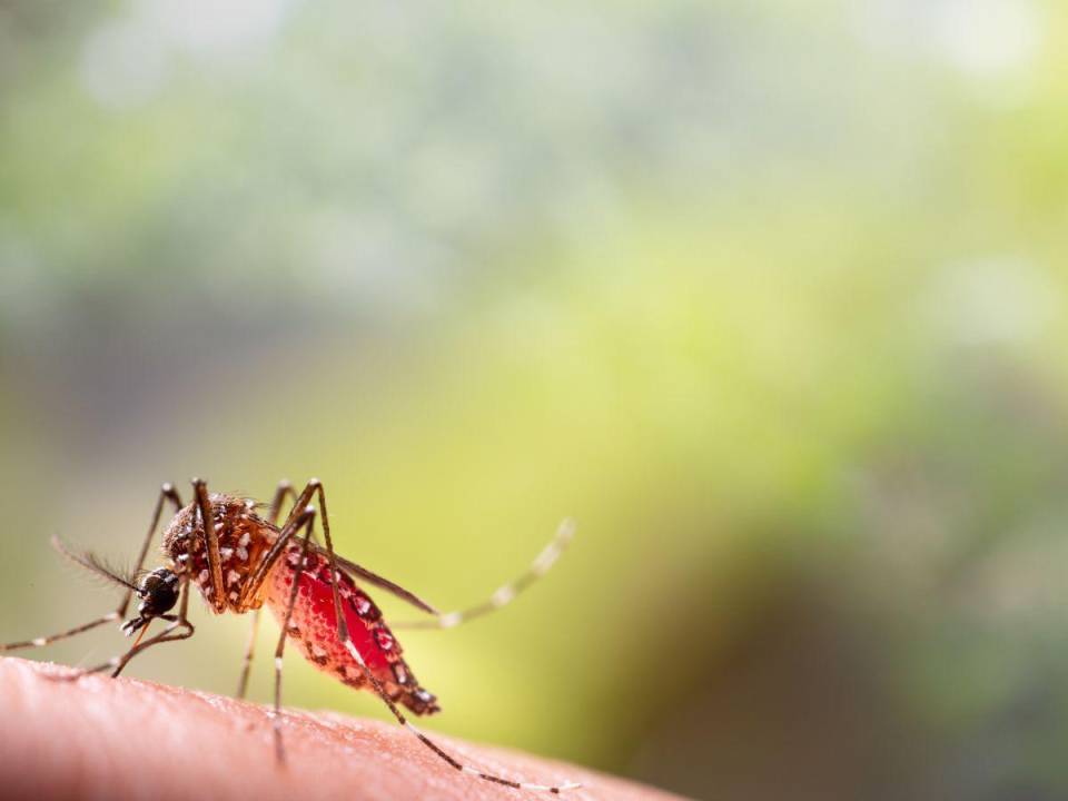 Uno de los métodos más eficaces para prevenir y controlar la transmisión del dengue consiste en luchar directamente contra los mosquitos vectores. Haga su parte y tome medidas desde casa.