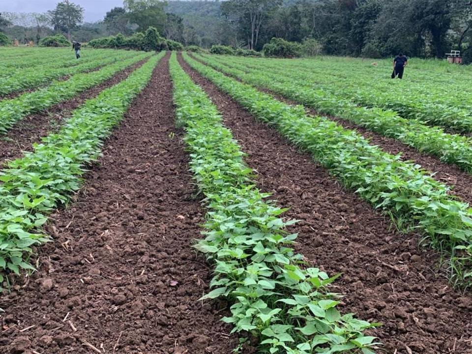Banadesa impulsa a cooperativas agrícolas con más de L72 millones