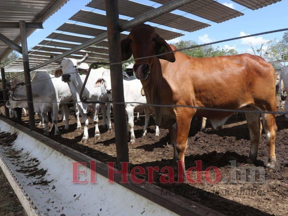 Muchos de los bienes de la familia Hernández han sido traspasados a entidades financieras.