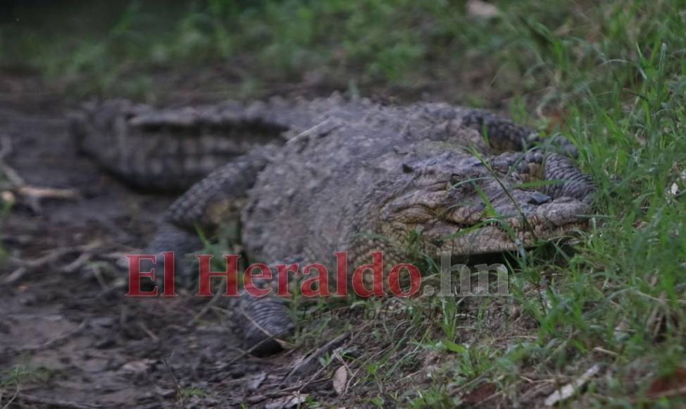 Desde felinos salvajes hasta aves exóticas: un recorrido por la fauna del zoológico Rosy Walther