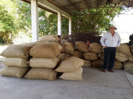 Comayagua produce semilla para cultivo nacional de granos básicos