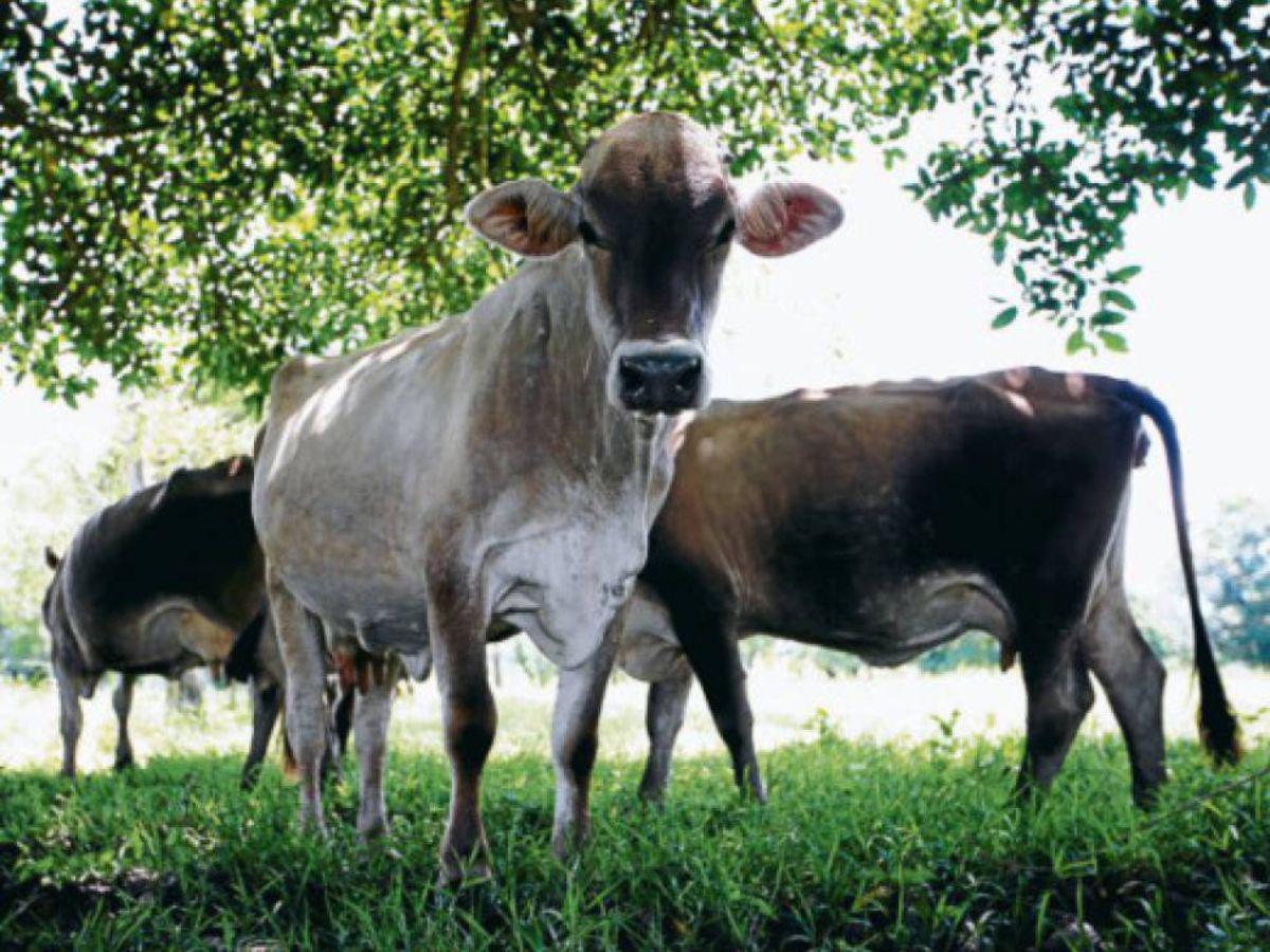 Entre julio y agosto se prevé bajas en la leche y sus derivados